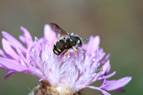Pseudoanthidium sp.
